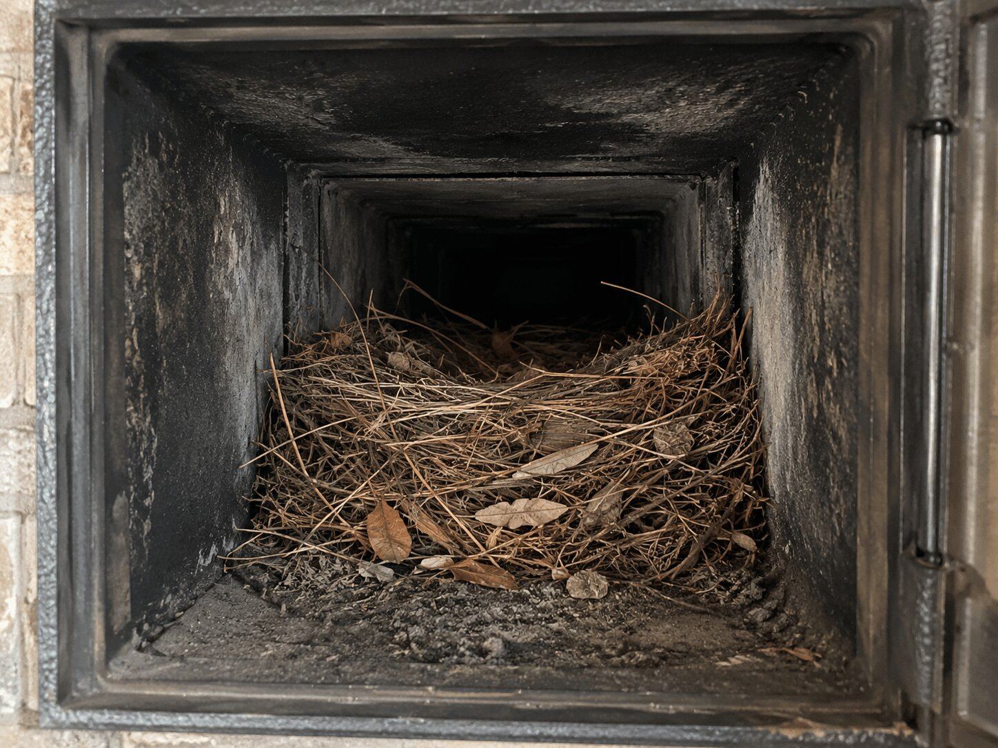 Vogelnest in een rookkanaal